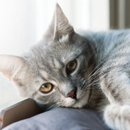 Cute sweet little gray cat kitten portrait close-up looking at camera